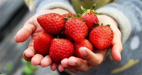 娱乐吃瓜君草莓,揭秘娱乐圈那些不为人知的幕后故事